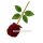 🌹 Ring-Etui in Rosenform mit Stiel – die besondere Geschenkverpackung